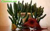 Stapelia (стапеля крупноквіткова) - опис, фото, догляд, розведення