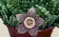 Стапелія / stapelia - догляд за рослиною