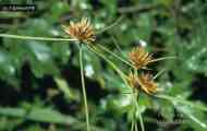 Сить кругла (cyperus rotundus l.)