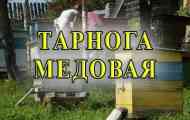 Тарнога медова