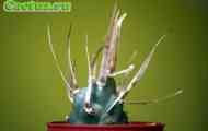 Tephrocactus (на фото tephrocactus articulatus var. Papyracanthus) - опис, фото, догляд, розведення