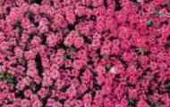Чебрець або тимус (thymus)