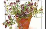 Чебрець палласа (thymus pallasianus)