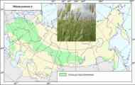 Тимофіївка лучна (phleum pratense l.)