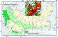 Томат (помідор) - lycopersicon lycopersicum l.