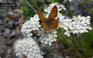 Деревій звичайний (achillea millefolium l.)