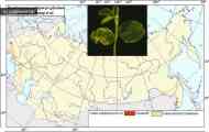 Незграбна плямистість (бактеріальний опік) сої. (Pseudomonas syringae pv.glycinea (coerper) young&hellip;