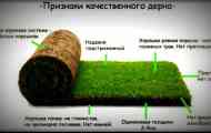 Укладання рулонного газону своїми руками