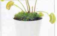 Венерина мухоловка (dionaea muscipula)