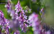 Віка волохата (vicia villosa roth.)