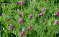 Віка посівна (vicia sativa l.)