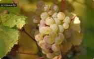 Виноград культурний (vitis vinifera l.)
