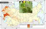 Вірус мозаїки огірка (cucumber mosaic virus)