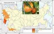 Вірус плямистого в`янення томата, або бронзовість томата (tomato spotted wilt virus)
