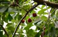 Вишня звичайна (prunus cerasus l.)