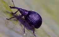 Довгоносики / curculionidae