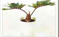 Замія клеверовідная (zamia furfuracea)