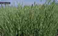 Житняк шірококолосий (agropyron pectiniforme roem. Et schult.)
